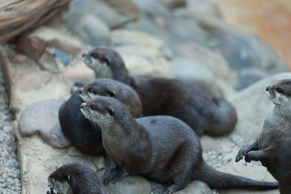 横を向くコツメカワウソ