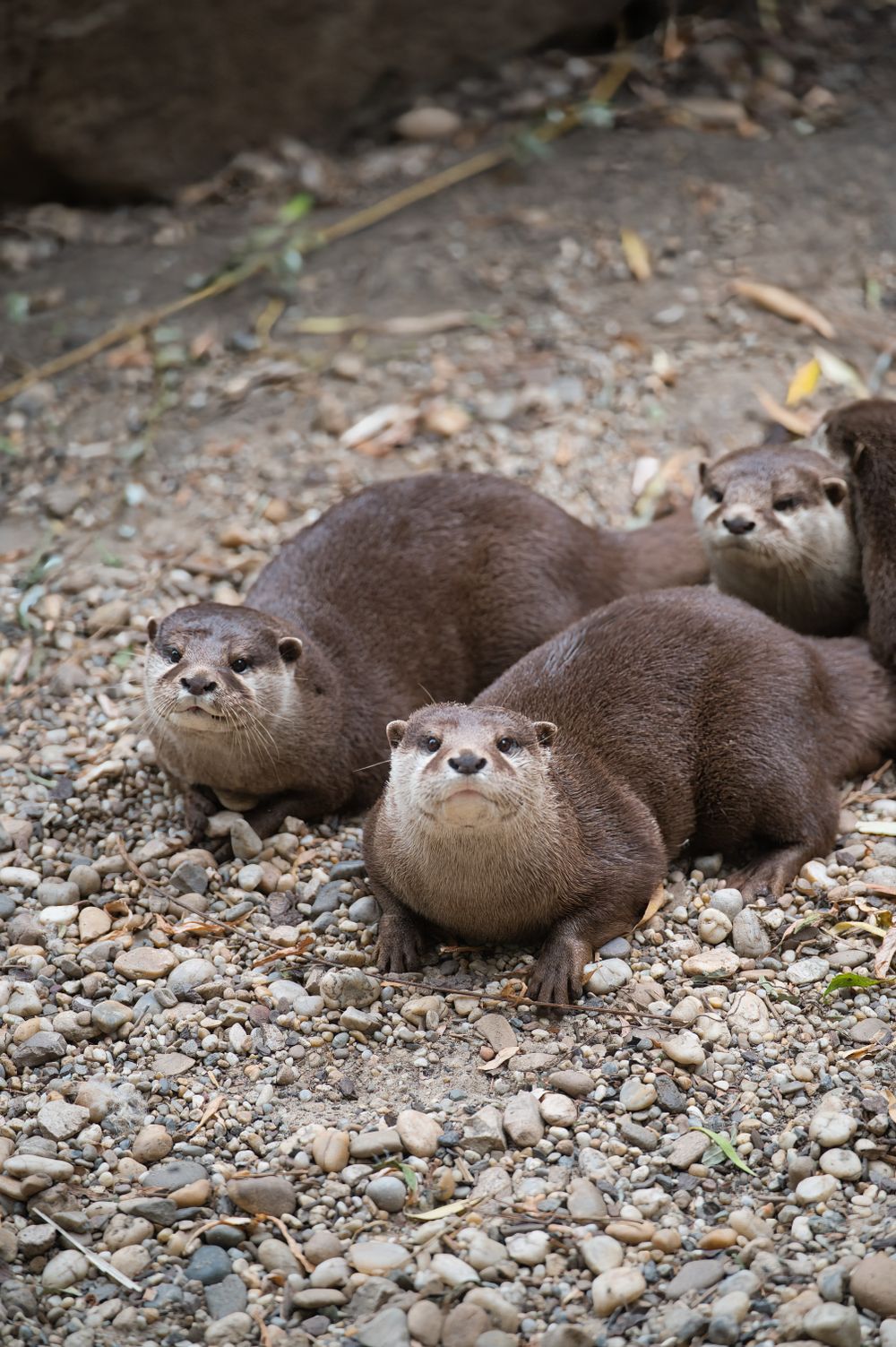 正面を向くカワウソたち