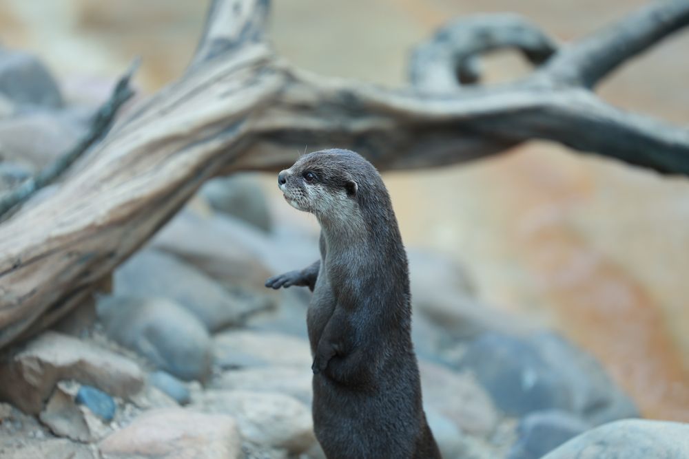 立ち上がるコツメカワウソ