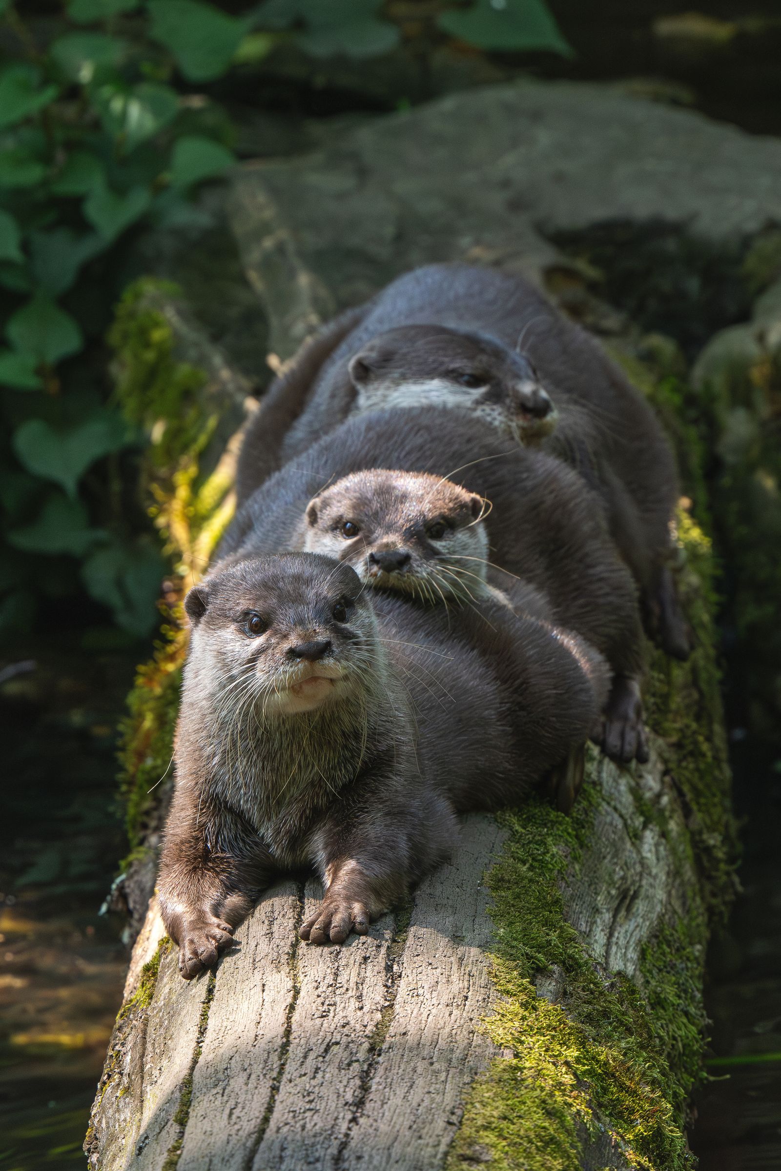 木の上で寄り添うコツメカワウソたち
